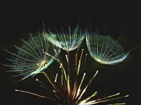 /album/svet-mojim-objektivom/cyklus-flora-8-jozef-geffert-jpg/